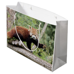 Gift Bag Photo red panda , animals 0271.