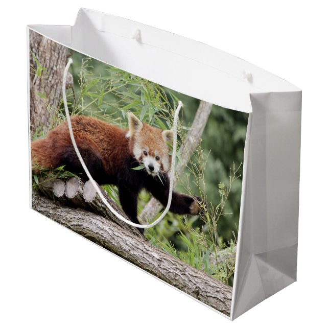 Gift Bag Photo red panda , animals 0271. (Back Angled)