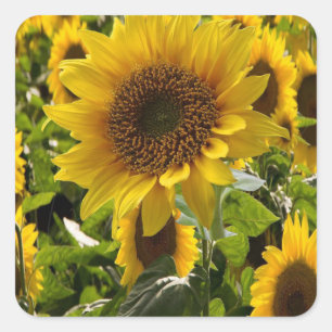 Gift Bags Sunflowers Square Sticker