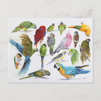 Gift for Parrot lovers everywhere Postcard