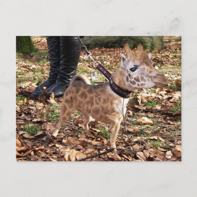 Gihuahua Postcard (Front)