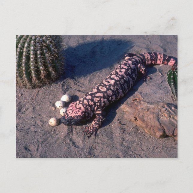 Gila Monster Lizard eating Desert Quail eggs Postcard (Front)