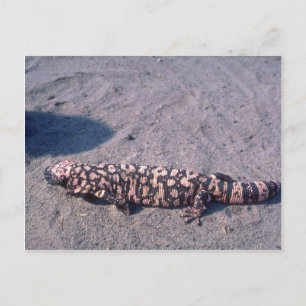 Gila Monster Lizard Postcard