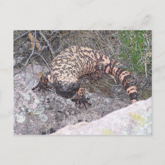 Gila Monster Postcard