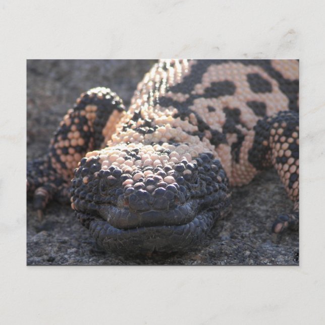 Gila Monster Postcard (Front)