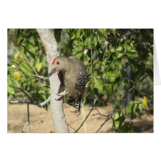 Gila Woodpecker (Front Horizontal)
