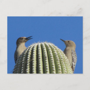 Gila Woodpecker Couple Postcard