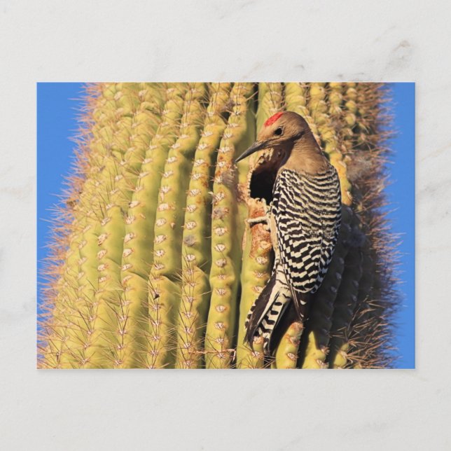 Gila Woodpecker on Saguaro Cactus in Arizona Postcard (Front)