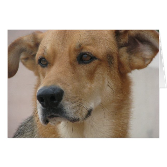 Gilbert (Front Horizontal)