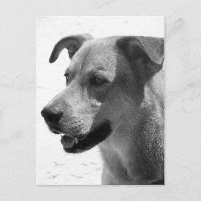 Gilbert Postcard (Front)