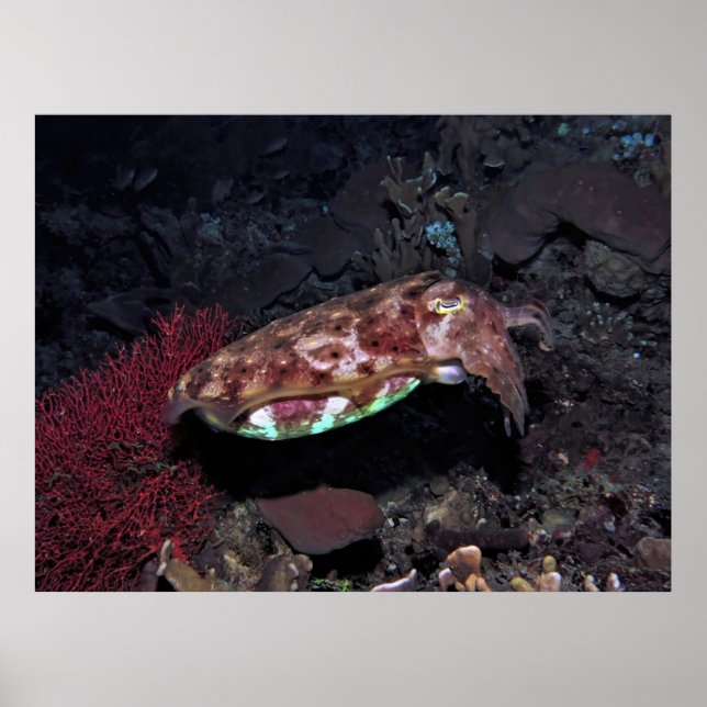 Gili Cuttlefish Poster (Front)