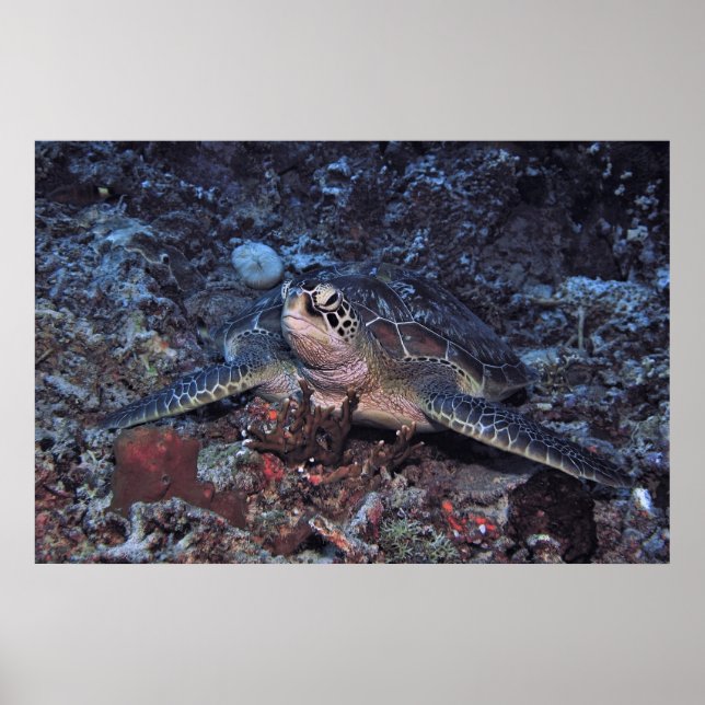 Gili Green Turtle Poster (Front)
