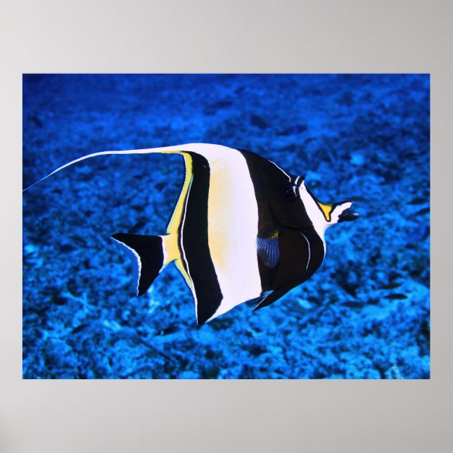 Gili Islands Moorish Idol Poster (Front)