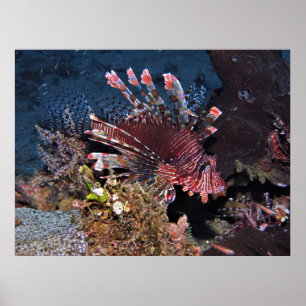 Gili Lionfish Poster