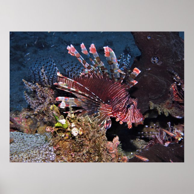 Gili Lionfish Poster (Front)