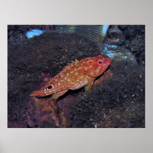 Gili T Scorpionfish Poster