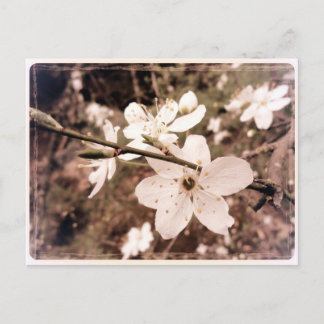 "Gilroy, California" Postcard by mDarkPoet