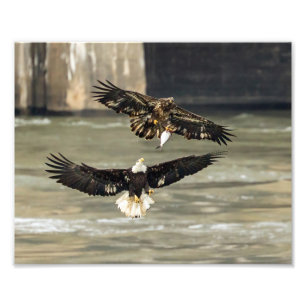 Gimme That Fish. (Eagle Chase) Photo Print
