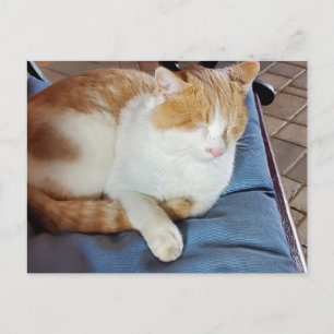 Ginger and White cat Postcard