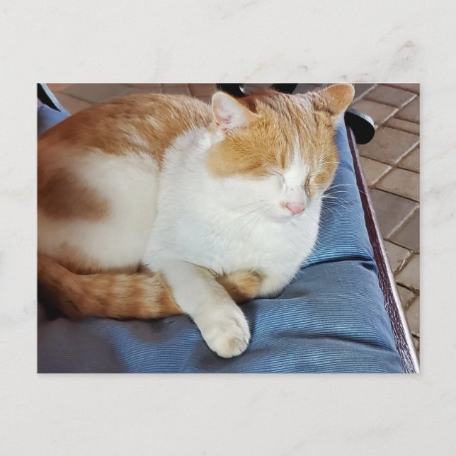 Ginger and White cat Postcard (Front)