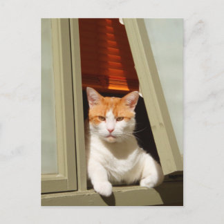 Ginger and white cat sitting at the window postcard