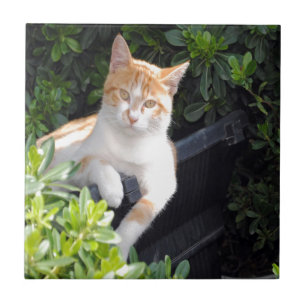 Ginger and White Cat Tile