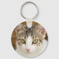 Ginger cat brown eyes green metal