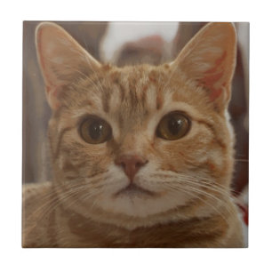 Ginger cat brown eyes  tile