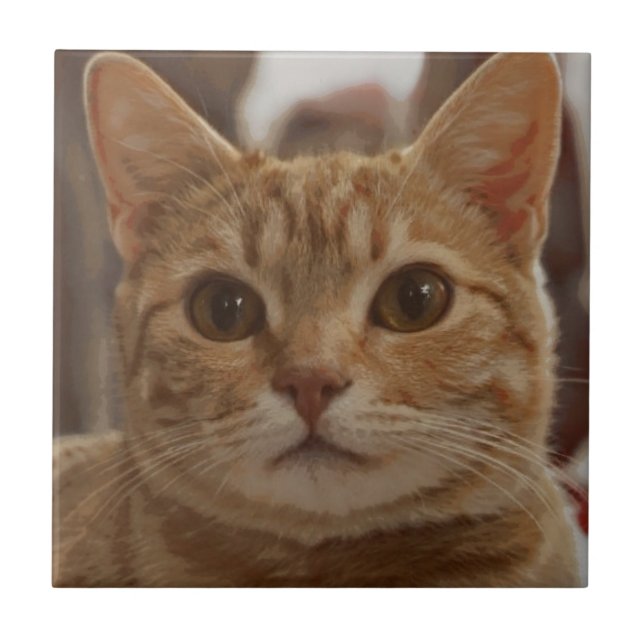 Ginger cat brown eyes  tile (Front)