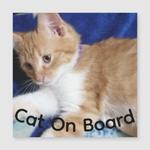 ginger cat on board photo, car magnet