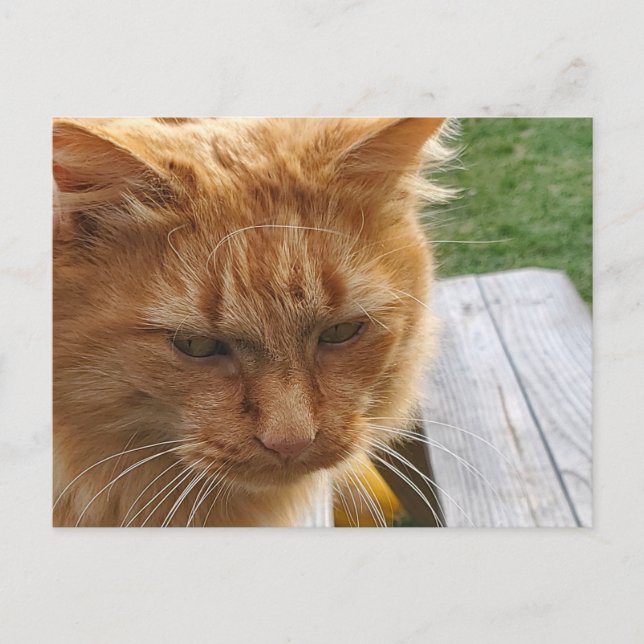 Ginger cat postcard (Front)