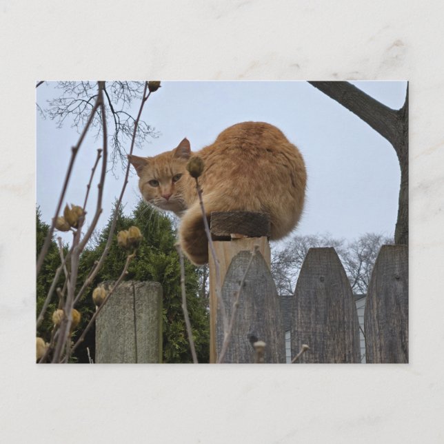Ginger Cat Postcard (Front)