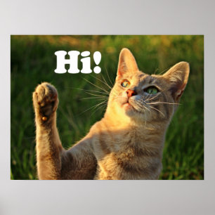 Ginger Cat Saying Hi! Poster