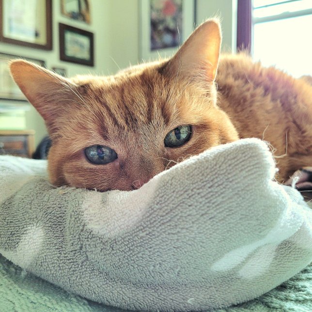 Ginger Cat Says Feel Better Soon Announcement (Creator Uploaded)