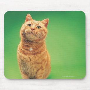 Ginger cat sitting, looking upwards mouse mat