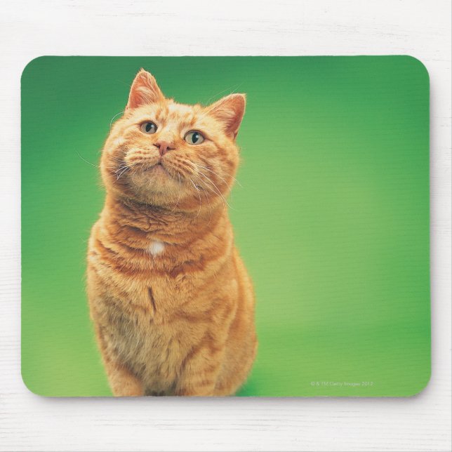 Ginger cat sitting, looking upwards mouse mat (Front)