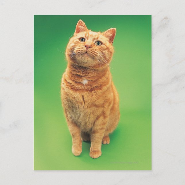 Ginger cat sitting, looking upwards postcard (Front)