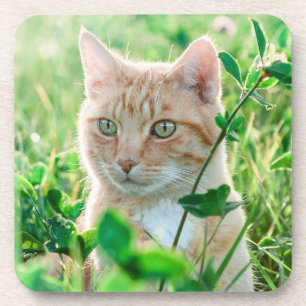 Ginger Cat with Green Eyes in Grass Coaster