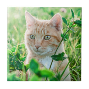 Ginger Cat with Green Eyes in Grass Tile