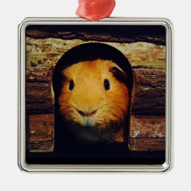 Ginger Guinea Pig Gifts Metal Tree Decoration (Front)