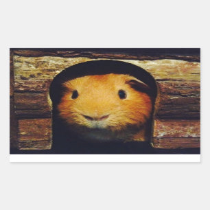 Ginger Guinea Pig Gifts Rectangular Sticker