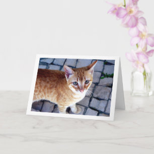 Ginger Kitten Portrait Card