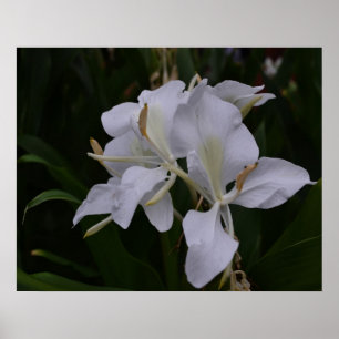 Ginger Lily-0105 Poster