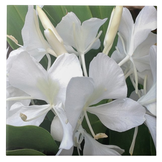 Ginger Lily Blossoms Tile (Front)