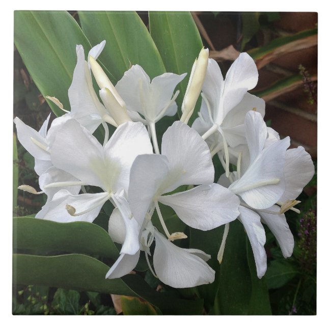 Ginger Lily Blossoms Tile (Front)