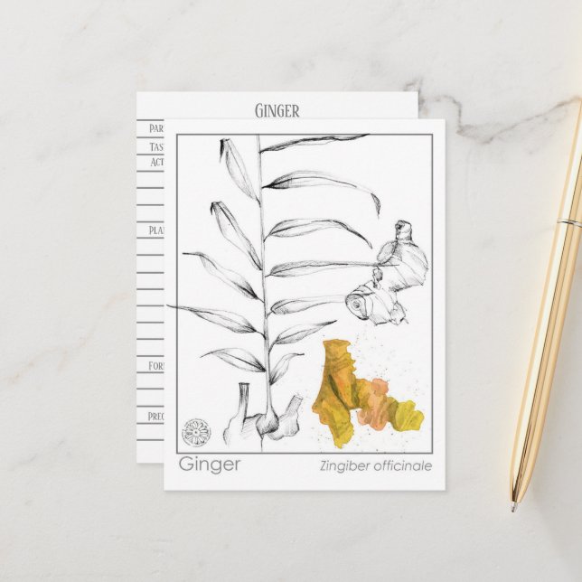 Ginger Materia Medica Herbal Study Card  (Front/Back In Situ)