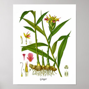 Ginger Plant Illustration Juicing Juice Bar Decor