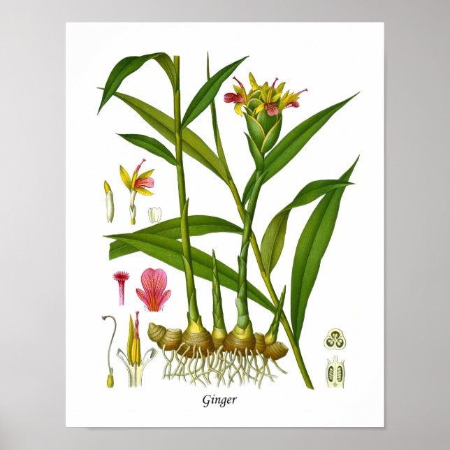 Ginger Plant Illustration Juicing Juice Bar Decor (Front)
