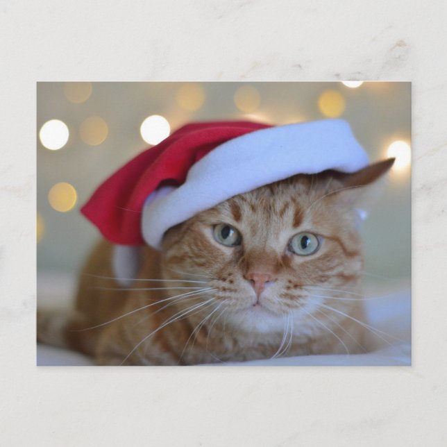 GINGER RED CAT WITH SANTA HAT POSTCARD (Front)