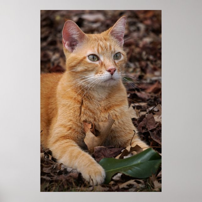 Ginger Shorthair Cat Fall Leaves Portrait Poster (Front)